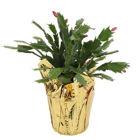 lowes christmas cactus|where to purchase christmas cactus.